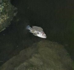 Oreochromis