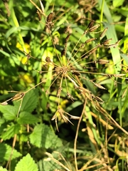 Chaerophyllum aromaticum