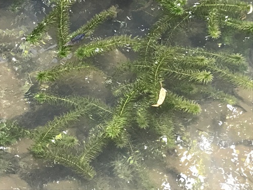 Elodea densa observed 2022-09-23