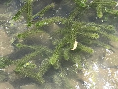 Egeria densa