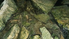 Poecilia latipinna