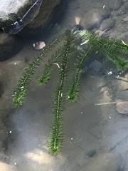 Egeria densa