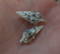 Cerithium guinaicum