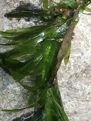 Egeria densa