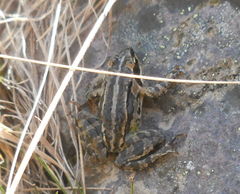 Rana macrocnemis