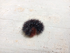 Hypercompe scribonia