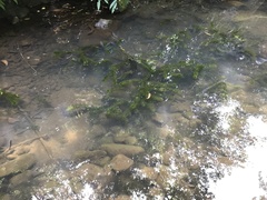 Egeria densa