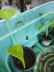 Eleutherodactylus planirostris