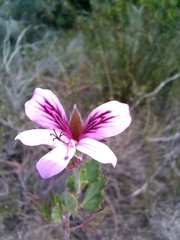 Pelargonium betulinum