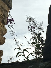 Chamaenerion angustifolium