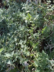 Nepeta × faassenii