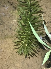 Egeria densa
