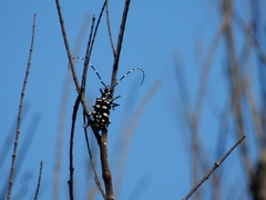 Anoplophora macularia