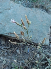 Centaurea diffusa