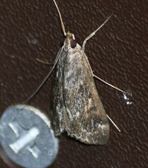 Loxostege allectalis