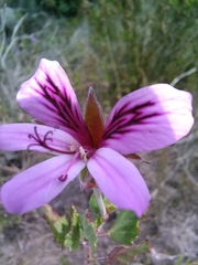 Pelargonium betulinum