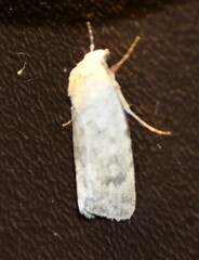 Leucocnemis perfundis