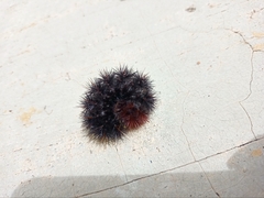 Hypercompe scribonia