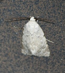 Leucocnemis perfundis