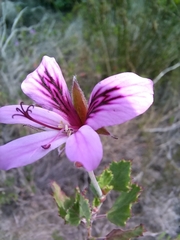 Pelargonium betulinum