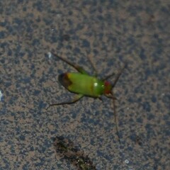 Phytocoris vanduzeei