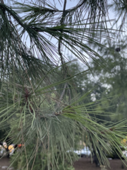 Pinus