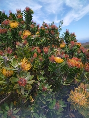 Leucospermum praecox