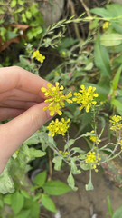 Brassiceae