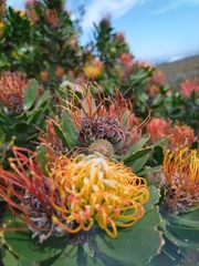 Leucospermum praecox