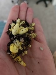 Leucocoprinus birnbaumii