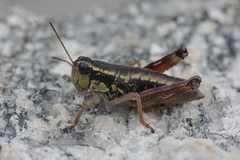 Buckellacris hispida