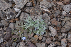 Phacelia sericea