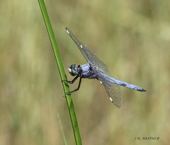 Libellula comanche