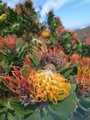 Leucospermum praecox
