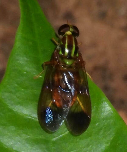 Chrysochlorina currani