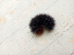 Hypercompe scribonia