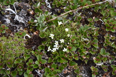 Cherleria