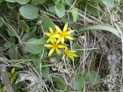 Gagea bohemica