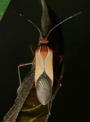 Hypselonotus interruptus
