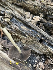 Coprinellus