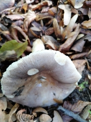 Russula parazurea