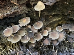 Coprinellus