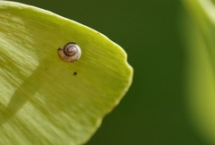 Hygromia cinctella