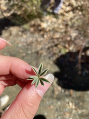 Lupinus albifrons