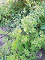 Lantana canescens