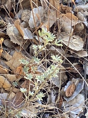 Lupinus albifrons