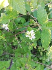 Lantana canescens