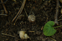 Helicodonta obvoluta