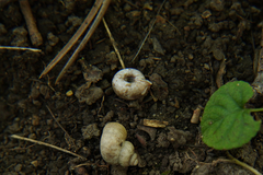 Helicodonta obvoluta