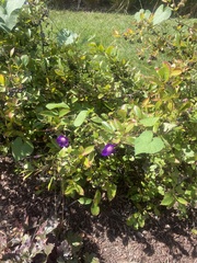 Ipomoea purpurea